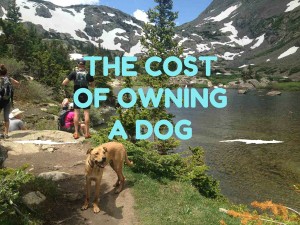 cost-of-owning-a-dog