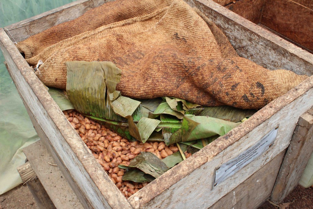 ecuador-chocolate-mindo