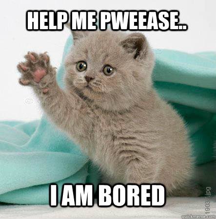 bored-meme-cat