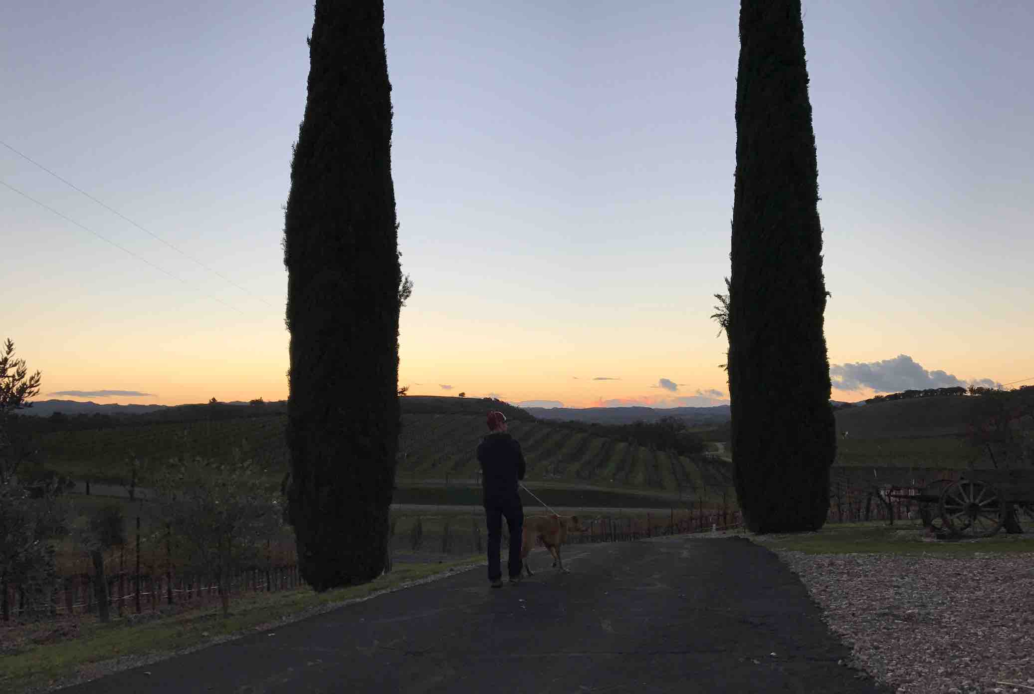 hollyhock-vineyards