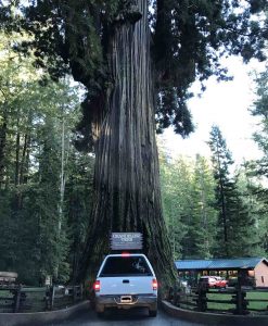 drive-thru-tree-redwoods