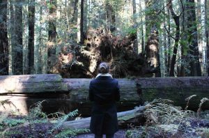 giant-redwoods-trip