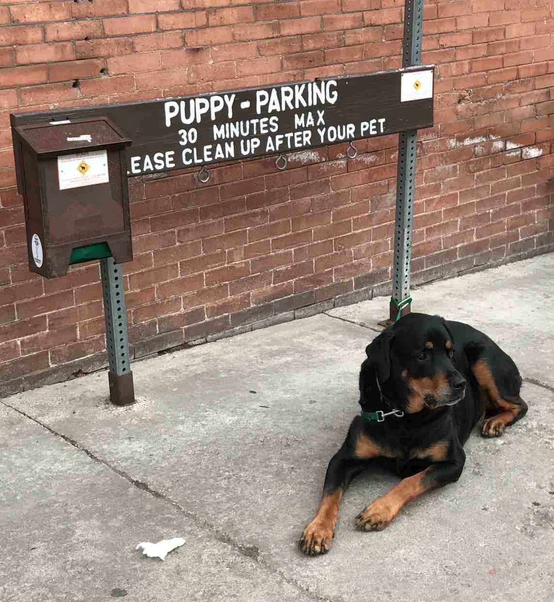 dog-friendly-telluride