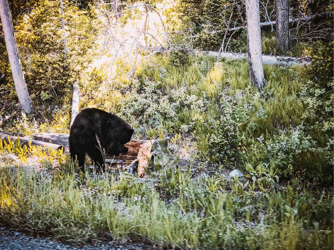 bear grand teton