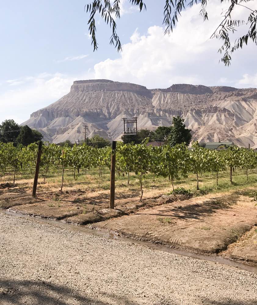 Winery in Palisade Colorado