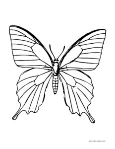 butterfly drawing